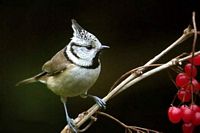 Mésange huppée. Cliquer pour agrandir l'image.