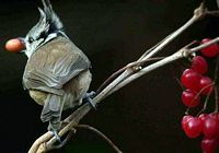 Mésange huppée. Cliquer pour agrandir l'image.