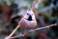 Mésange huppée. Cliquer pour agrandir l'image.