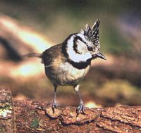 Mésange huppée. Cliquer pour agrandir l'image.