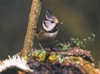 Mésange huppée. Cliquer pour agrandir l'image.