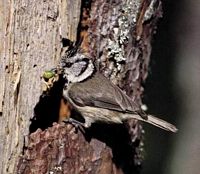 Mésange huppée. Cliquer pour agrandir l'image.