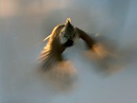 Mésange huppée. En vol. Cliquer pour agrandir l'image.