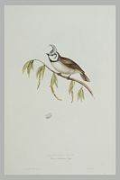 Mésange huppée. Gravure Gould. Cliquer pour agrandir l'image.