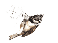 Mésange huppée. Dessin. Cliquer pour agrandir l'image.