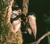 Mésange nonnette. Cliquer pour agrandir l'image.