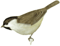 Mésange nonnette. Dessin. Cliquer pour agrandir l'image.