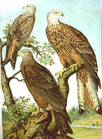 Milan royal. Planche d'identification Naumann. Cliquer pour agrandir l'image.