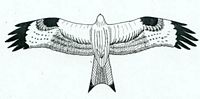 Milan royal. Dessin du dessous des ailes. Cliquer pour agrandir l'image.