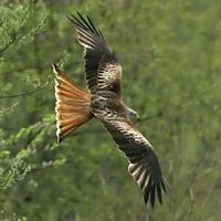 Milan royal. dessus des ailes. Cliquer pour agrandir l'image.