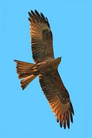 Milan royal. Dessous des ailes. Cliquer pour agrandir l'image.