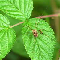 Mitopus morio. Cheires de Côme. Cliquer pour agrandir l'image.