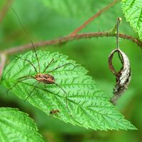 Mitopus morio. Cheires de Côme. Cliquer pour agrandir l'image.