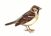 Moineau domestique adulte mâle