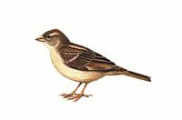 Moineau domestique adulte femelle
