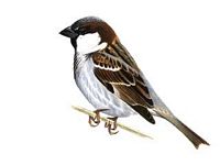 Moineau domestique. Dessin du mâle. Cliquer pour agrandir l'image.