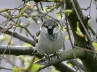 Moineau domestique. Mâle perché. Cliquer pour agrandir l'image.