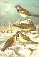 Moineau domestique dessin de Naumann