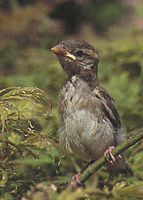 Moineau domestique juvénile