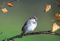 Moineau domestique. Cliquer pour agrandir l'image.