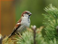 Moineau domestique. Cliquer pour agrandir l'image.