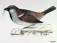 Moineau domestique. Dessin. Cliquer pour agrandir l'image.