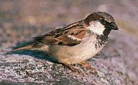 Moineau domestique. Cliquer pour agrandir l'image.