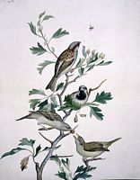Moineau domestique. Aquarelle. Cliquer pour agrandir l'image.