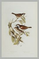 Moineau domestique. Gravure Gould. Cliquer pour agrandir l'image.