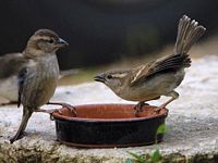 Moineau domestique. Querelle. Cliquer pour agrandir l'image.