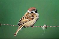 Moineau friquet. Cliquer pour agrandir l'image.