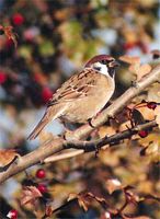 Moineau friquet. Cliquer pour agrandir l'image.