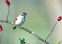 Moineau friquet. Cliquer pour agrandir l'image.