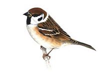 Moineau friquet. Dessin. Cliquer pour agrandir l'image.
