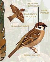 Moineau friquet. Dessin d'identification. Cliquer pour agrandir l'image.