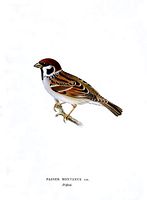 Moineau friquet. Planche d'identification von Wright. Cliquer pour agrandir l'image.