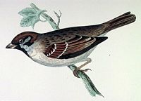 Moineau friquet. Dessin. Cliquer pour agrandir l'image.