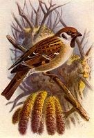 Moineau friquet. Dessin. Cliquer pour agrandir l'image.