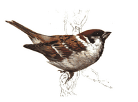 Moineau friquet. Dessin. Cliquer pour agrandir l'image.