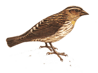 Moineau soulcie. Cliquer pour agrandir l'image.
