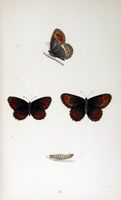 Moiré fascié. Planche d'identification Morris. Cliquer pour agrandir l'image.