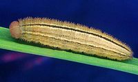 Moiré franconien. Chenille. Cliquer pour agrandir l'image.