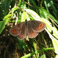 Moiré sylvicole. Cliquer pour agrandir l'image.