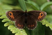Moiré sylvicole. Cliquer pour agrandir l'image.