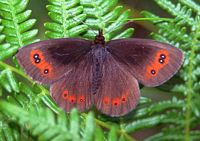 Moiré sylvicole. Cliquer pour agrandir l'image.