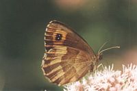 Moiré sylvicole. Cliquer pour agrandir l'image.