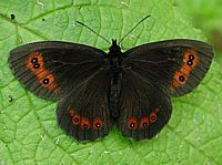 Moiré sylvicole. Cliquer pour agrandir l'image.