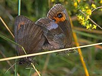 Accouplement de moirés sylvicoles (la femelle est à droite)