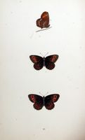 Moiré sylvicole. Planche d'identification Morris. Cliquer pour agrandir l'image.