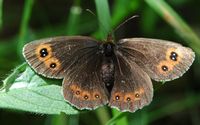Moiré sylvicole. Cheires de Côme. Cliquer pour agrandir l'image.